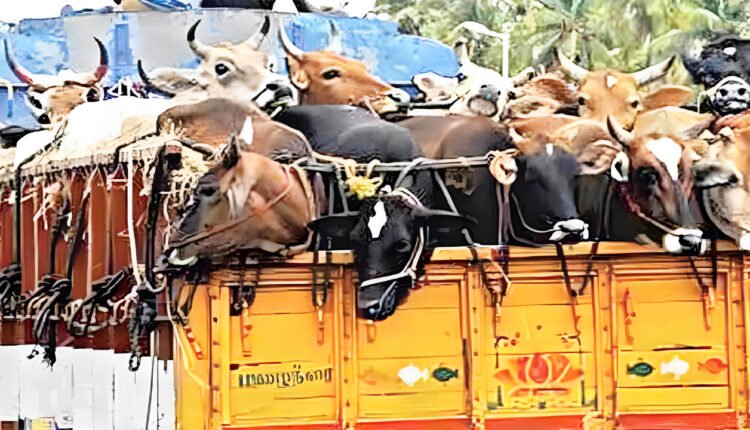 Bakrid: Check Posts To Curb Illegal Cattle Transportation In Hyderabad