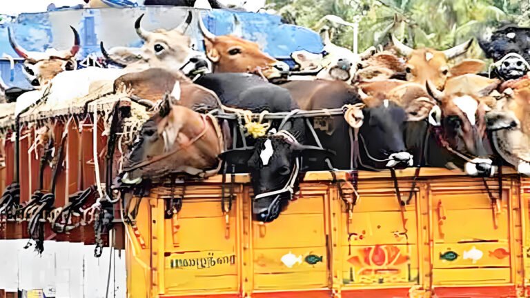 Bakrid: Check Posts To Curb Illegal Cattle Transportation In Hyderabad