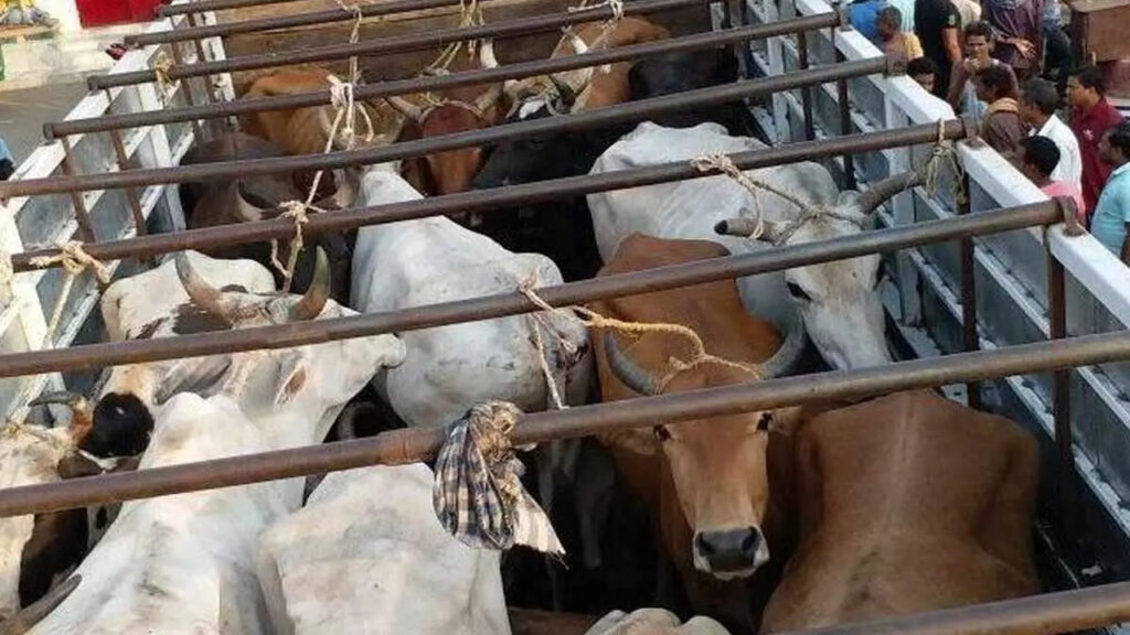 Bakrid: Check Posts To Curb Illegal Cattle Transportation In Hyderabad