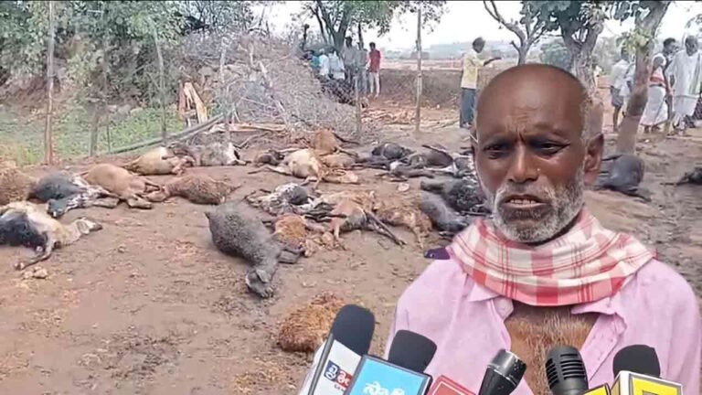 WATCH | Hyena Attack On Sheep Herd: 65 Sheeps Killed, 25 Injured
