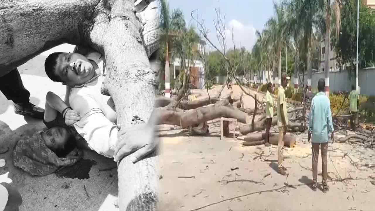 WATCH | Bolarum Tragedy: Man Killed, Wife Injured As Tree Collapses