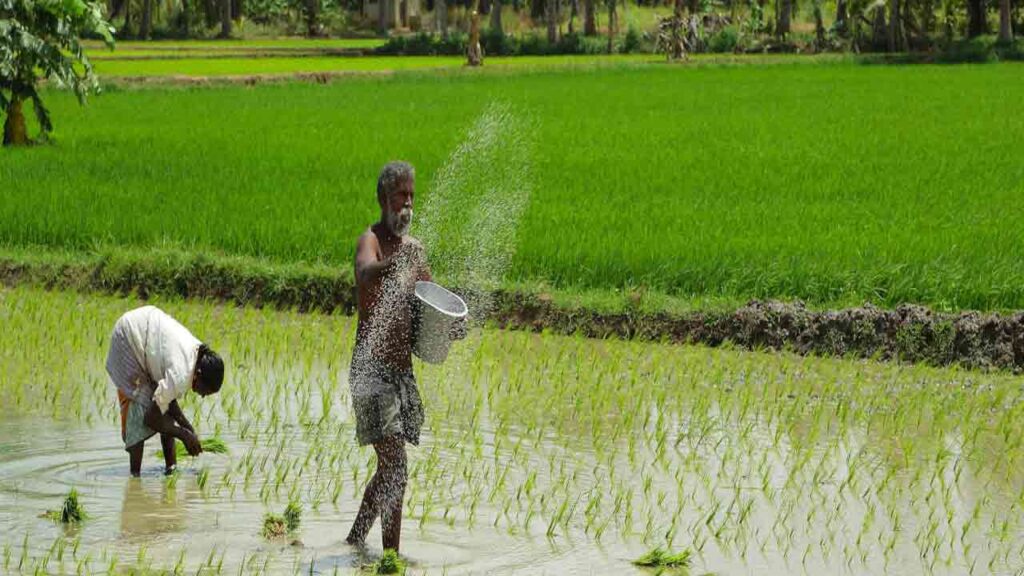 Paddy Cultivation Will Increase Significantly In Telangana: Thummala