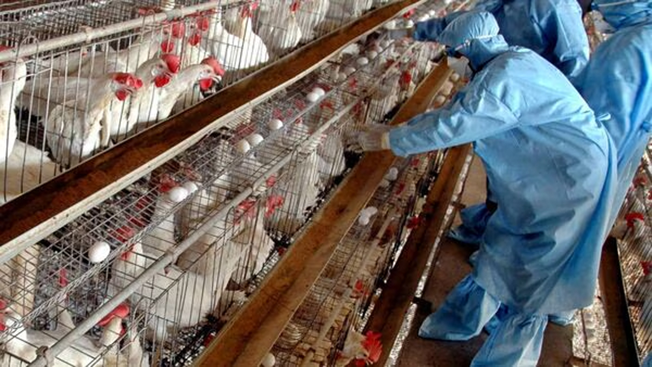Centre Urges Preventive Measures As Four States Report Avian Influenza