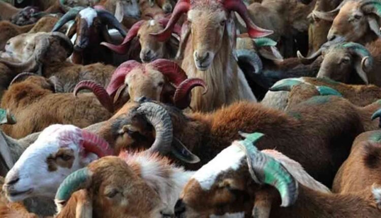 Hyderabad's Bakrid Qurbani Goes Digital As Families Opt For Online Sacrifice