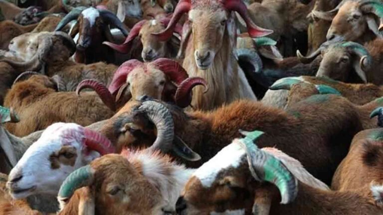 Hyderabad's Bakrid Qurbani Goes Digital As Families Opt For Online Sacrifice