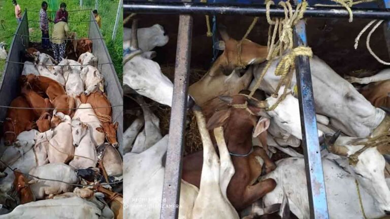 83 FIRs, 2500+ Cattle Rescued From Smuggling & Illegal Slaughter In 3 Months In Telangana