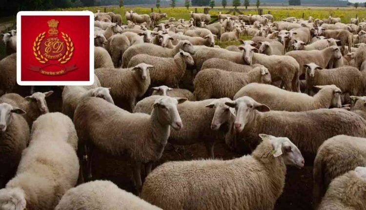 ED Speeds Up Investigation In Sheep Scam Reached Animal Husbandry Dept.