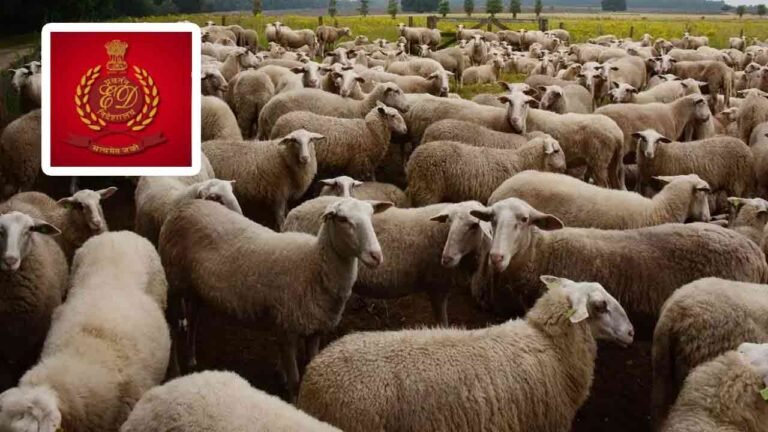 ED Speeds Up Investigation In Sheep Scam Reached Animal Husbandry Dept.