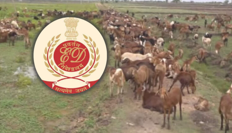 ED Escalates Probe Telangana’s Rs 700 Crore Sheep Scam | INDToday