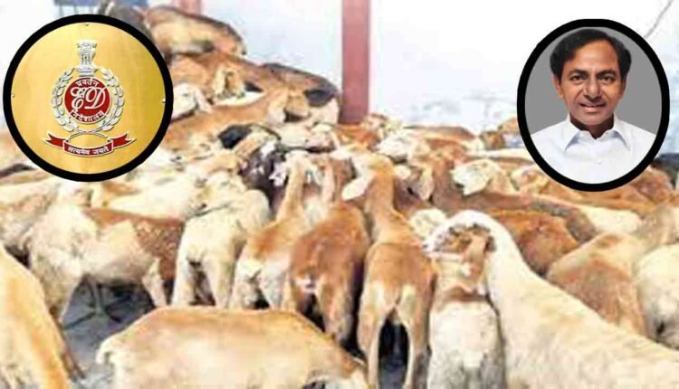 ED's Big Shock To BRS Chief KCR: Case Registered Under PMLA On Sheep Distribution Scheme