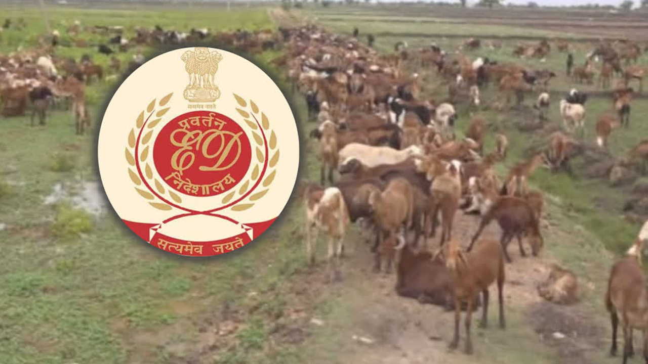 ED Escalates Probe Telangana’s Rs 700 Crore Sheep Scam