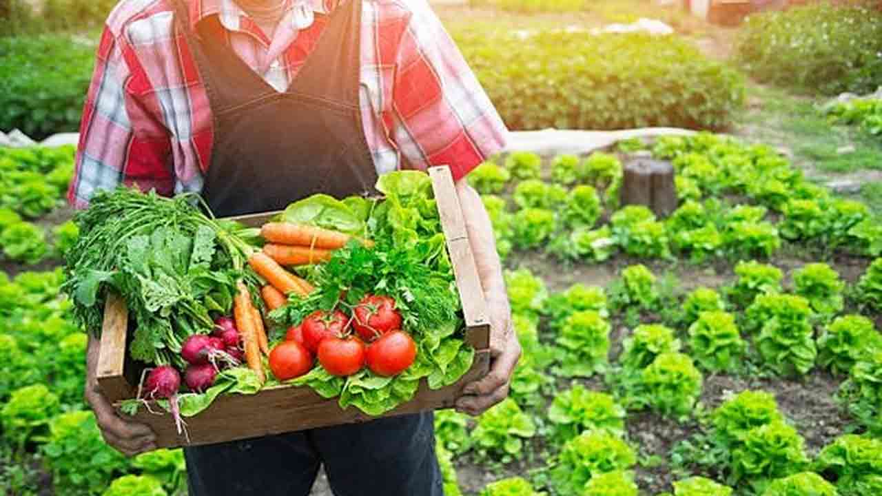 Urban Farming Workshop Sprouts in Hyderabad: Learn To Grow Your Vegetables!
