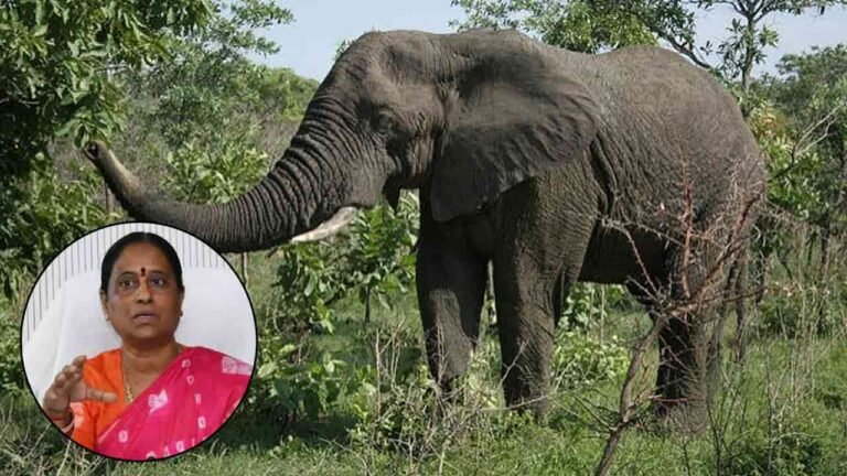 Hyderabad to Welcome 'Rupavathi Elephant' for Bonalu and Muharram