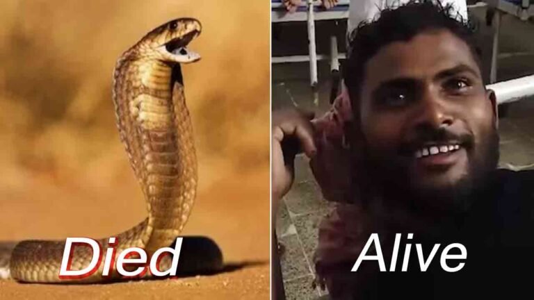 Bihar: Man Bitten Twice by Snake Bites Back Thrice; Snake Dies
