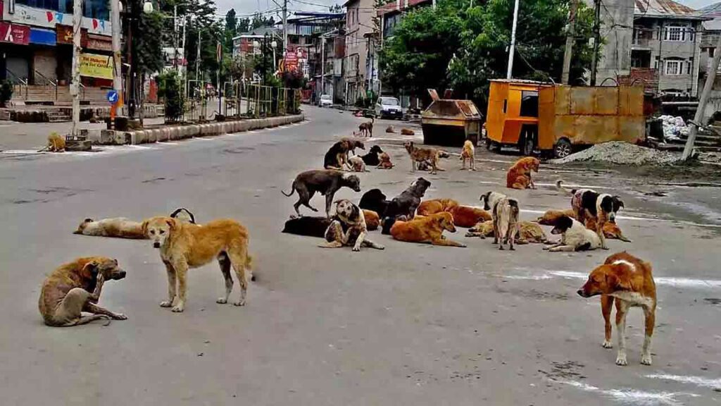 Hyderabad Children Plead: Uncle Revanth, Save Us from Stray Dogs!