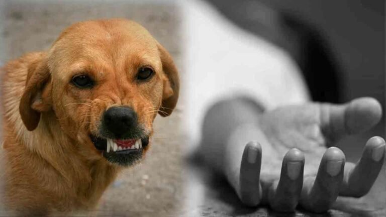 Three-Year-Old Boy Died After Dog Bite In Jagtial