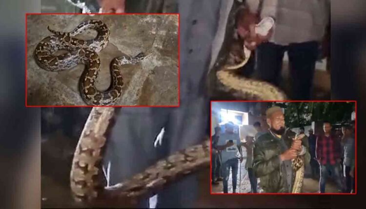 WATCH | Heavy Rains Bring Snakes Into Homes of Old City in Hyderabad