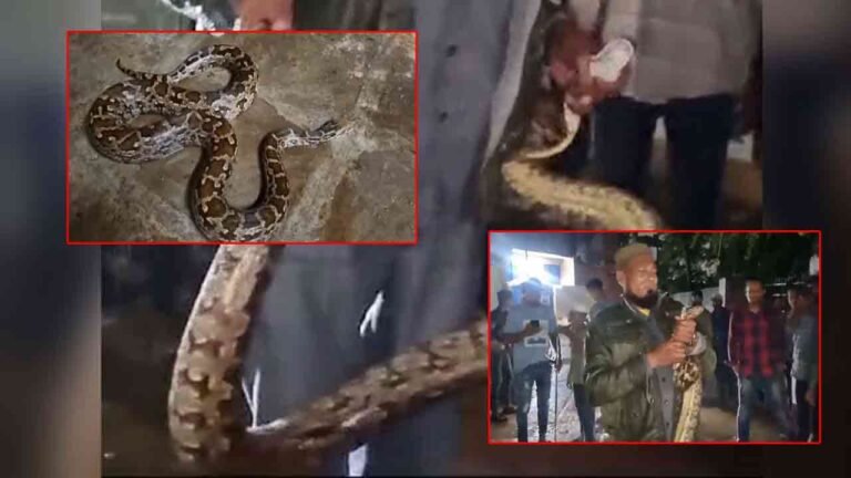 WATCH | Heavy Rains Bring Snakes Into Homes of Old City in Hyderabad