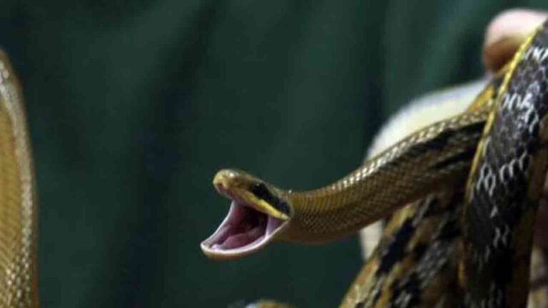 Students Bitten By Snake At Jagtial Gurukul School