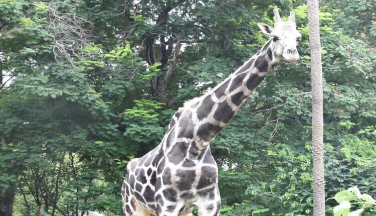 Nehru Zoological Park Mourns Death of Beloved Giraffe Basant