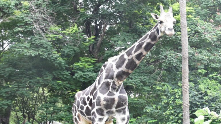 Nehru Zoological Park Mourns Death of Beloved Giraffe Basant