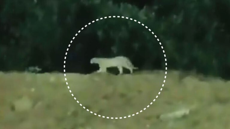 Watch: Leopard Spotted Near Miyapur Metro Station