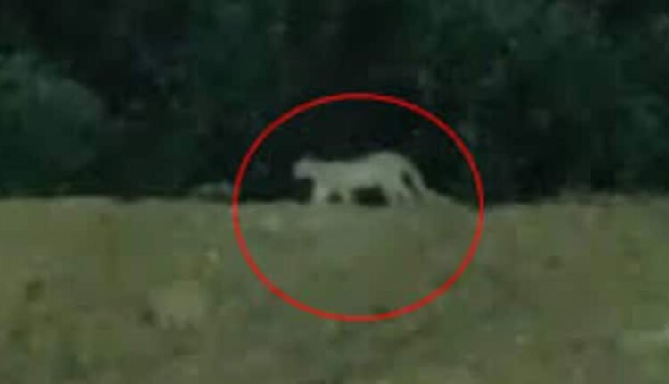 Searches On For Leopard Near Miyapur Metro Station