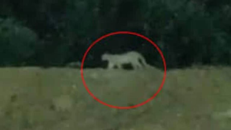 Searches On For Leopard Near Miyapur Metro Station