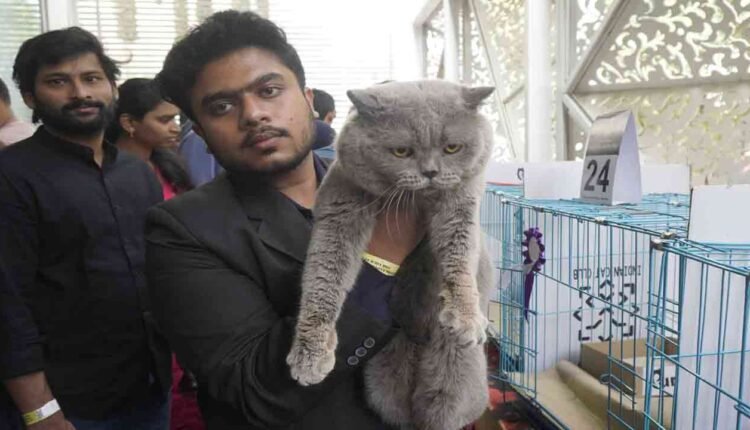 HyCan'24, a grand pet show of dogs and cats held