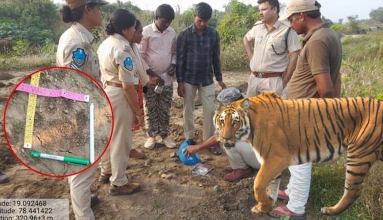 Another Tiger News Triggers Panic Among Villagers In Nirmal