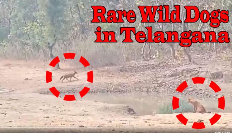 Rare Wild Dogs In Forests Of Asifabad