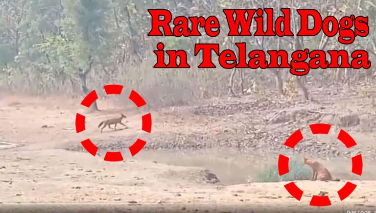 Rare Wild Dogs In Forests Of Asifabad