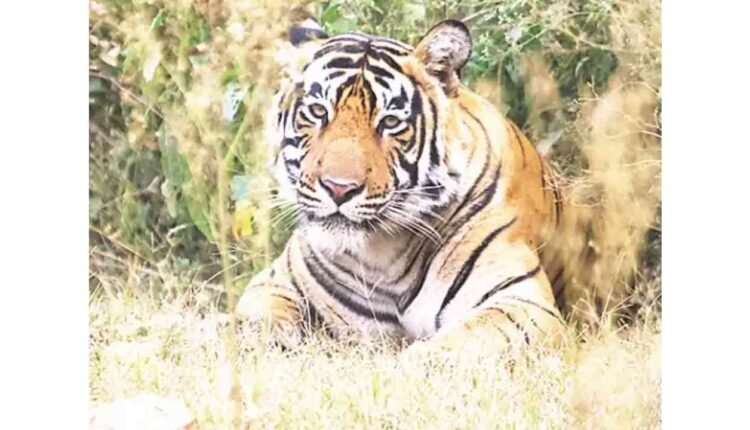 Tiger Spotted In Cornfield: Panic In Warangal