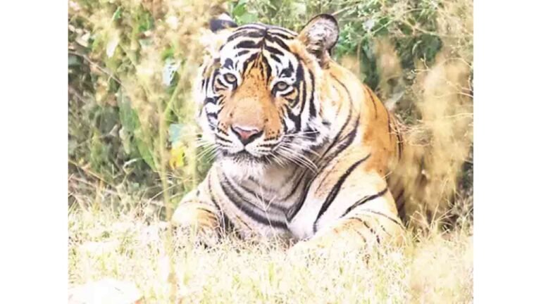 Tiger Spotted In Cornfield: Panic In Warangal