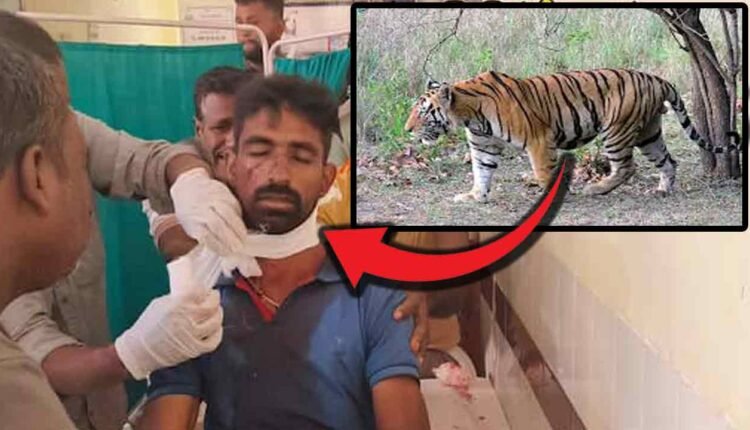 Tiger Terrorizing People Of Komaram Bheem District: Once Again Attacked Farmer