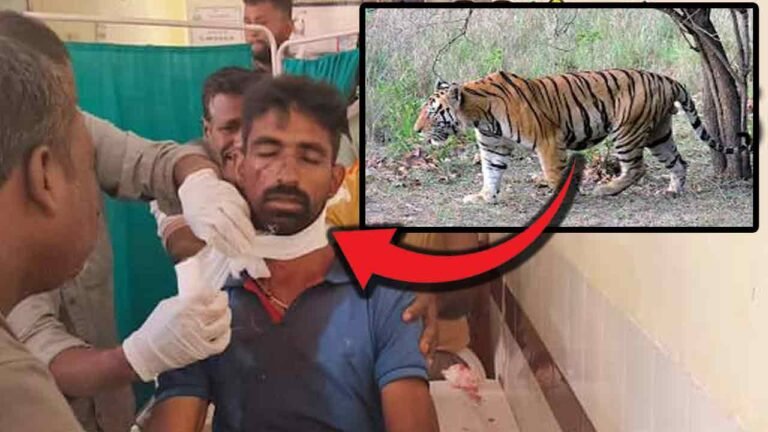 Tiger Terrorizing People Of Komaram Bheem District: Once Again Attacked Farmer