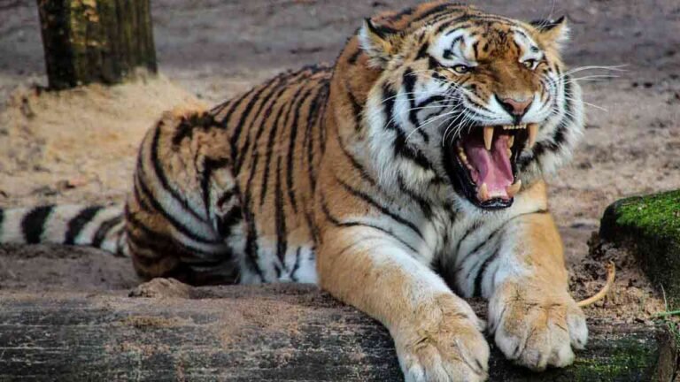 Tiger Kills Calf, Villagers Fear For Their Lives And Crops In Asifabad