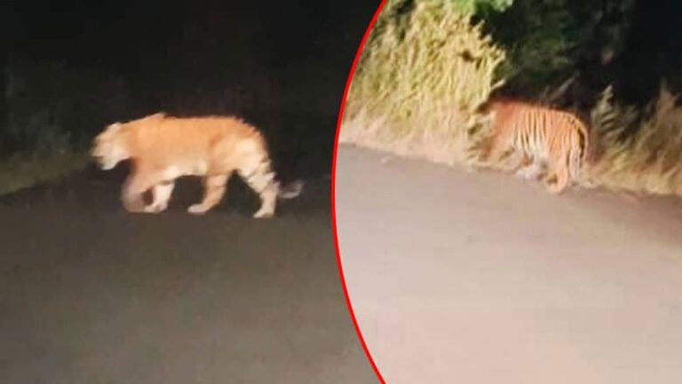 Movement Of Tiger Triggers Panic Among Rural Folks In Nirmal