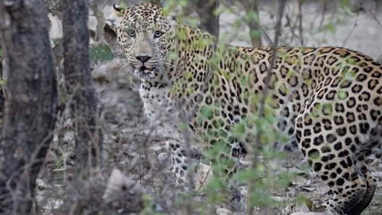 Woman Injured In Leopard Attack In Adilabad