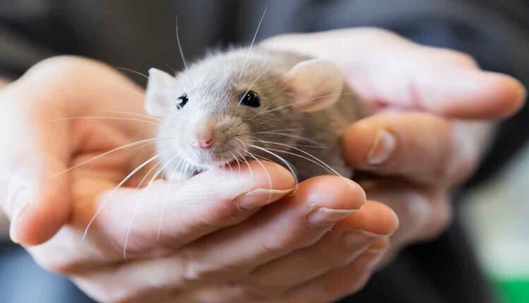 Shocking Incident In Telangana Govt Hostel: Student Paralysed After Rats Bite