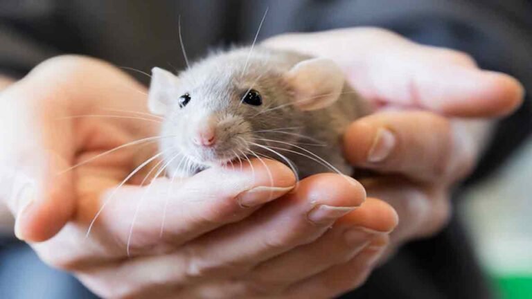 Shocking Incident In Telangana Govt Hostel: Student Paralysed After Rats Bite