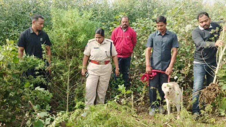 Ganja As Intercrop: Six Arrested For Secret Cannabis Farms In Nirmal 