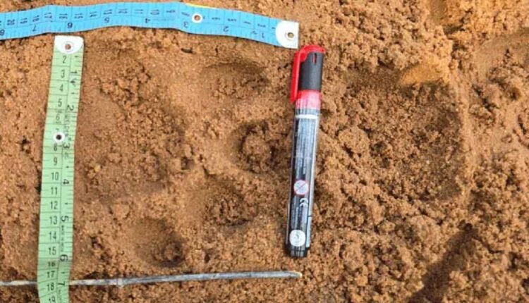 Tiger Spotted Again In Asifabad: Panic Among Villagers