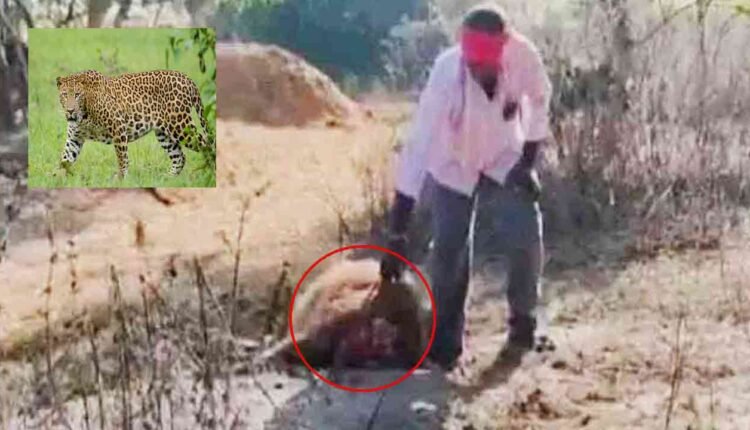 Leopard Kills Buffalo In Sircilla