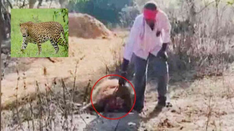 Leopard Kills Buffalo In Sircilla