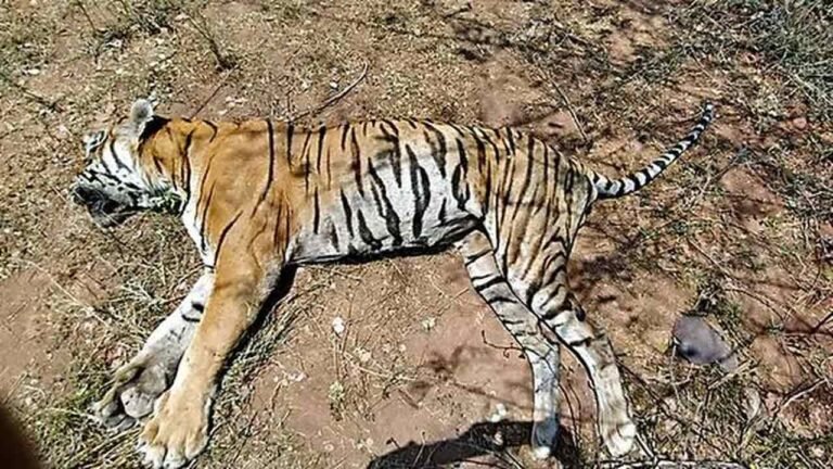 Three Tigers, One Leopard Die Of Avian Flu In Maharashtra
