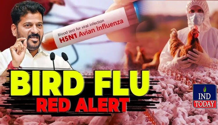 Bird Flu: Alert Chicken Eaters In Telangana: Key Instructions From Officials