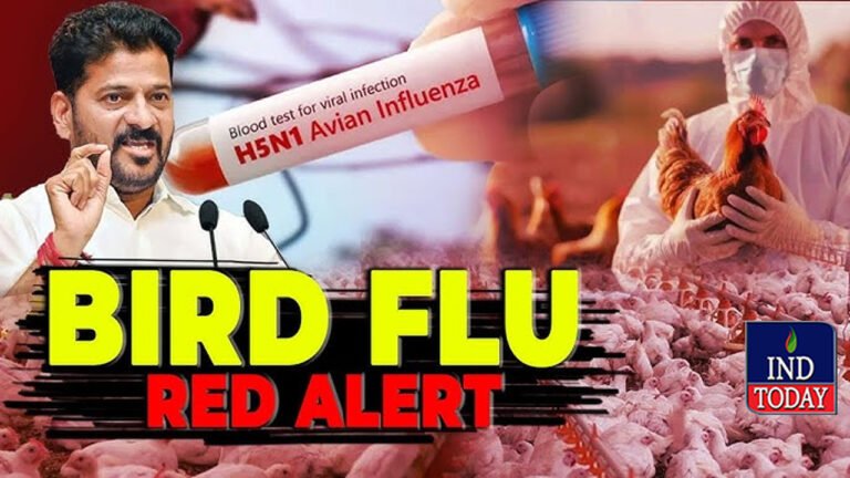 Bird Flu: Alert Chicken Eaters In Telangana: Key Instructions From Officials