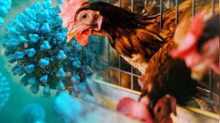 Bird Flu In Abdullapurmet: 10,000 Chickens Killed