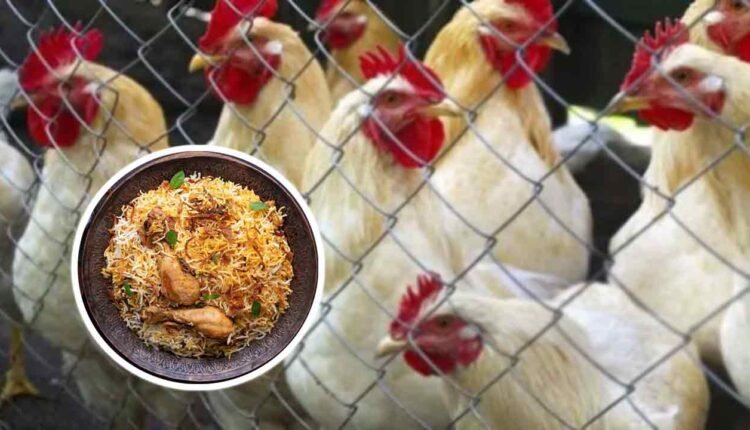 Eating Chicken Does Not Cause Any Illness: Free Chicken Fair Organized